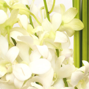 Fabulous Fishbowl Close