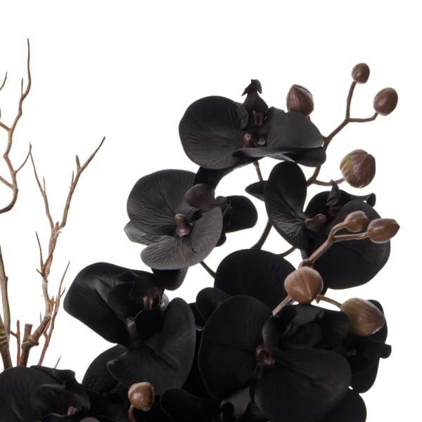 Black Phalaenopsis Orchids in a Maliah Pot 2