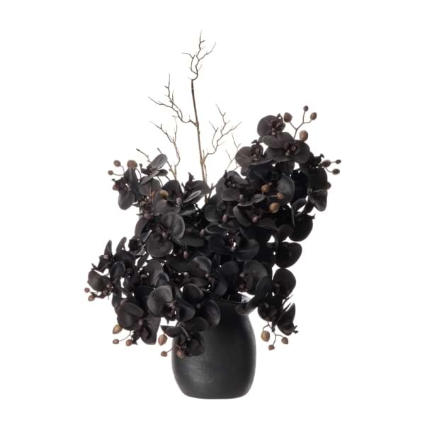 Black Phalaenopsis Orchids in a Maliah Pot 1