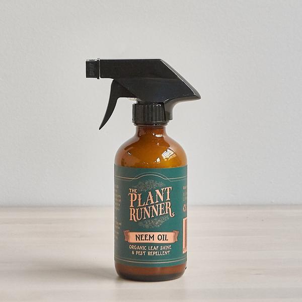 Natural Leaf Shine Plant Runner