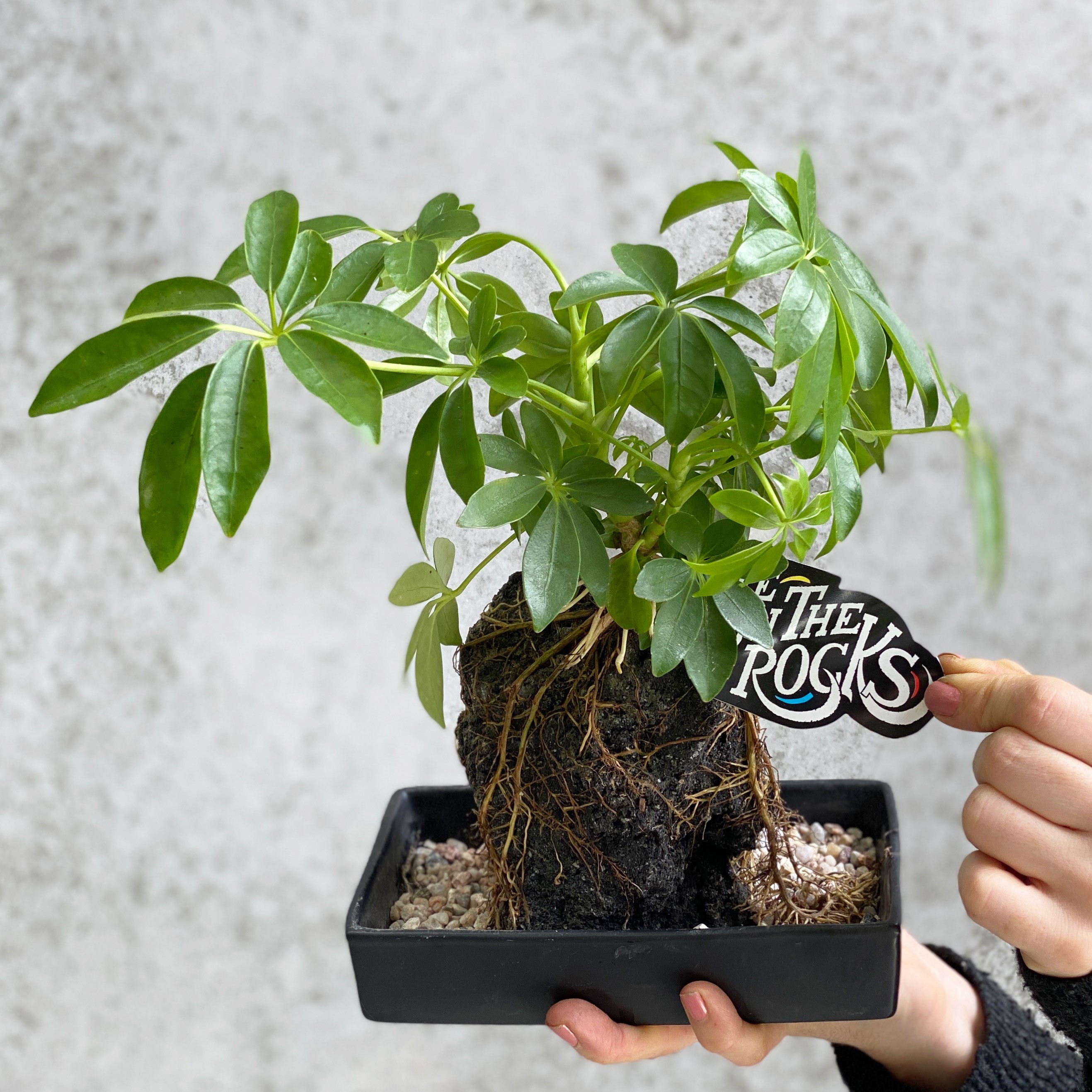 Life on the Rocks | Sydney Indoor Plant Delivery