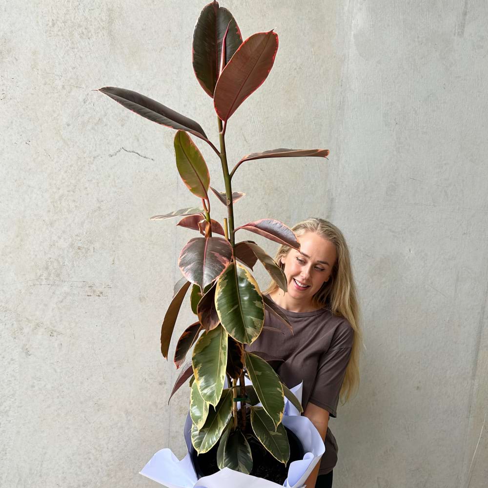 Large Ruby Ficus