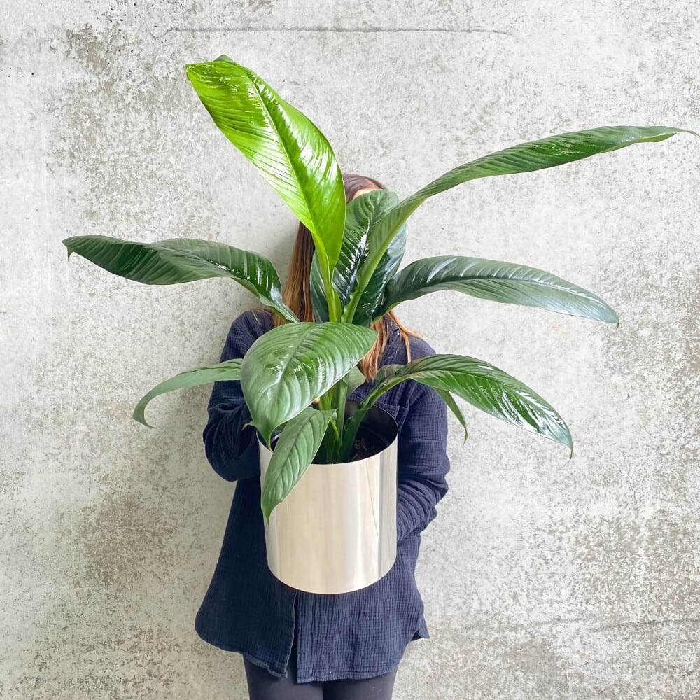 Urban Flower Sydney Florist Flower Delivery Sydney Sydney Flowers