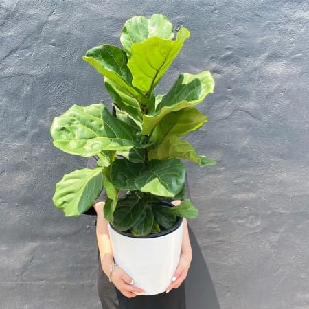 Fiddle Leaf Fig