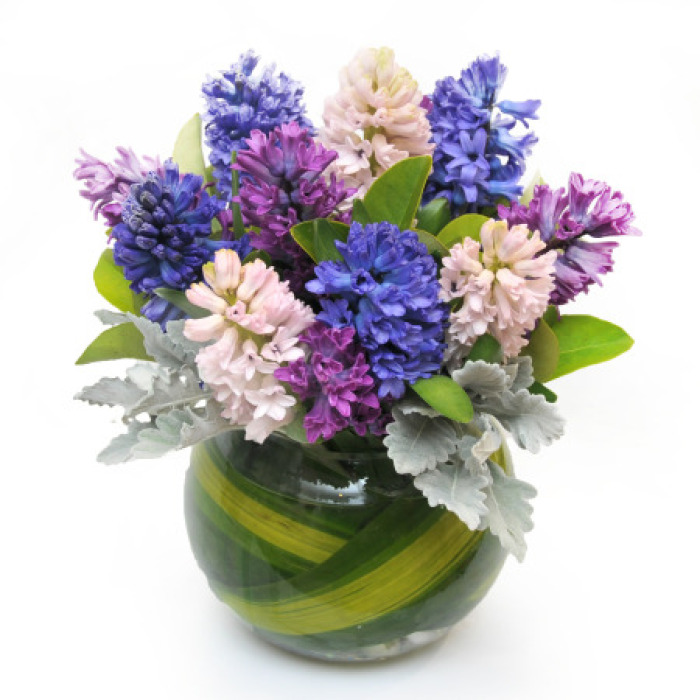 Hyacinths - Sweet Smelling Winter Flowers