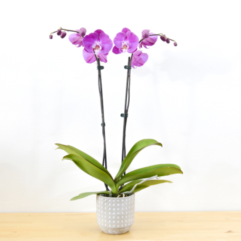 Phalaenopsis orchids - Double Stem