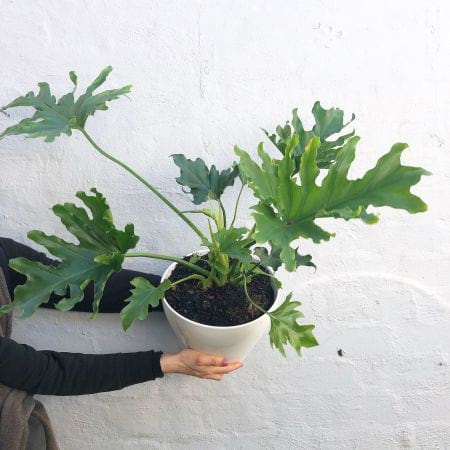 Crazy Lickety Plants