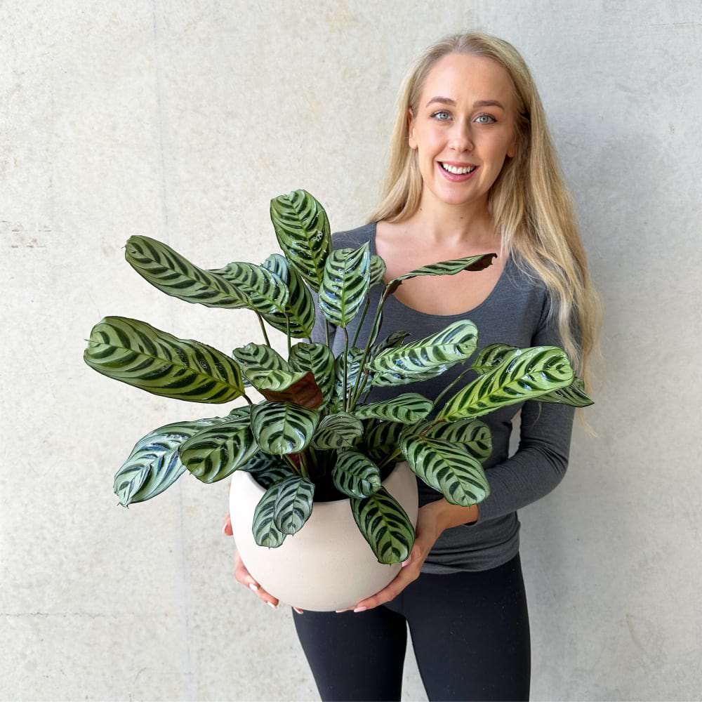 Prayer Plant in a Bower Pot
