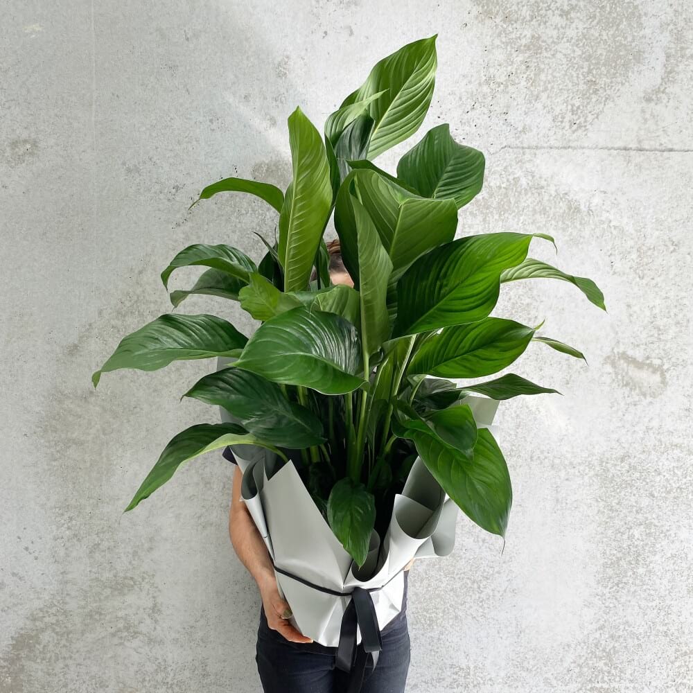 Urban Flower Sydney Florist Flower Delivery Sydney Sydney Flowers