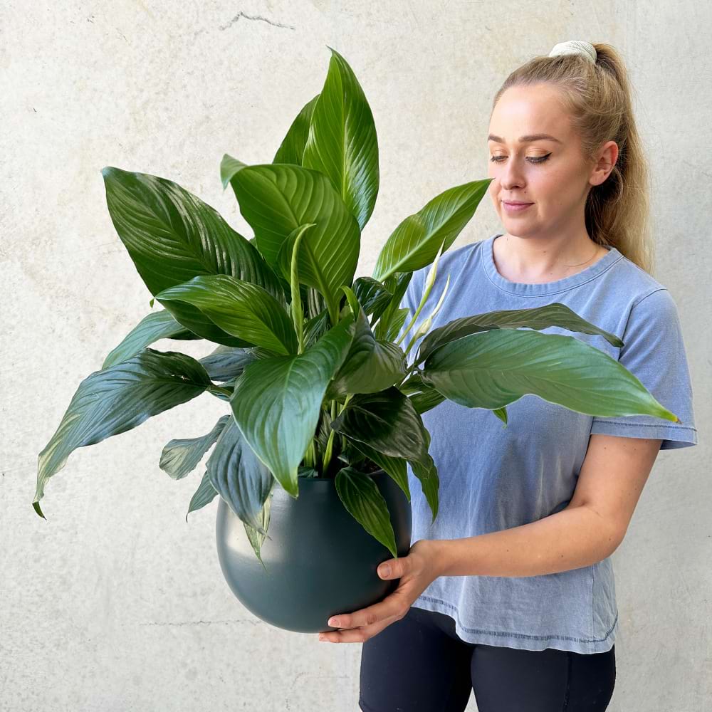 Peace Lily in a Bower Pot