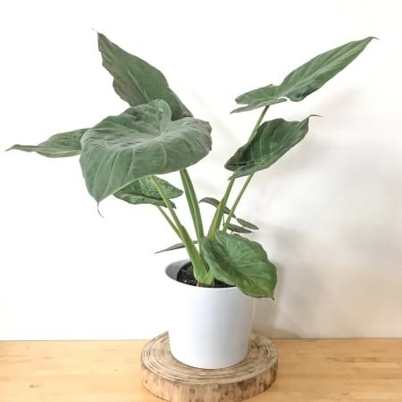 Elephant Ear Plant