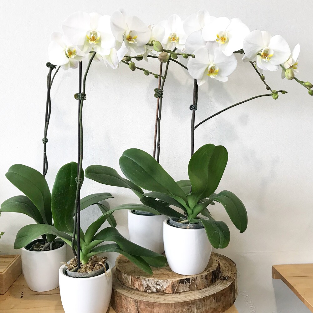 Phalaenopsis orchid - Single Stem 