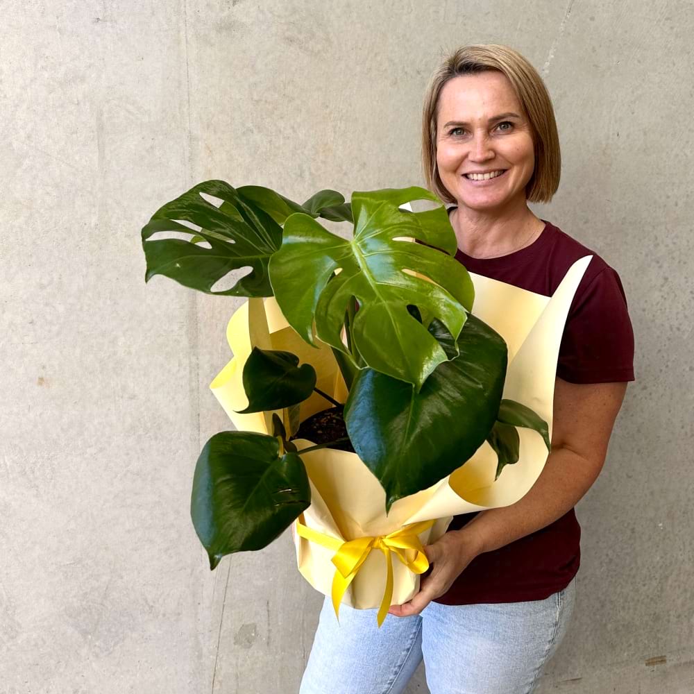 Monstera Plant