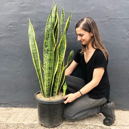 Tall Snake Plant