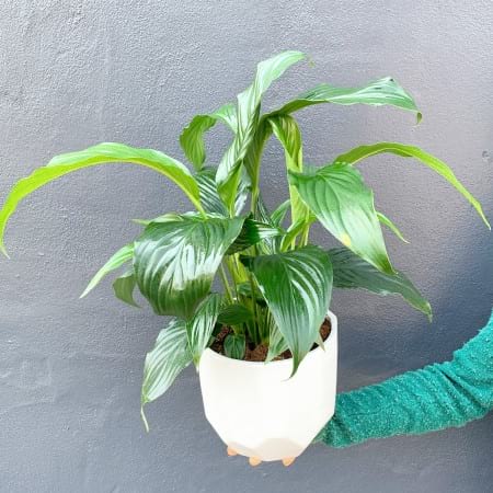 Peace Lily in a Ceramic Pot