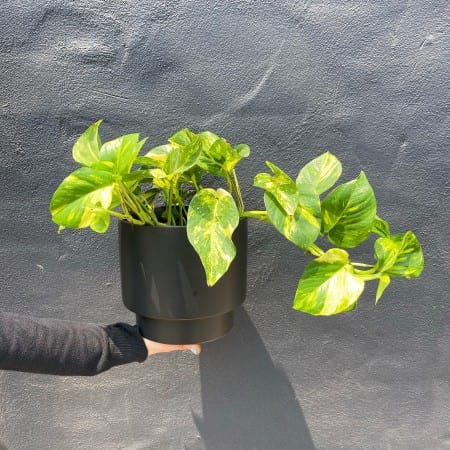 Devils Ivy Variegated