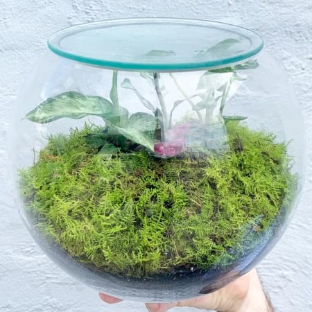 Fishbowl Terrarium