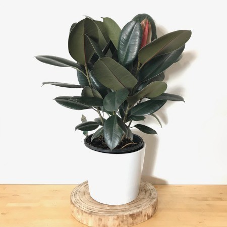 Indian Rubber Tree (Burgundy) 250mm