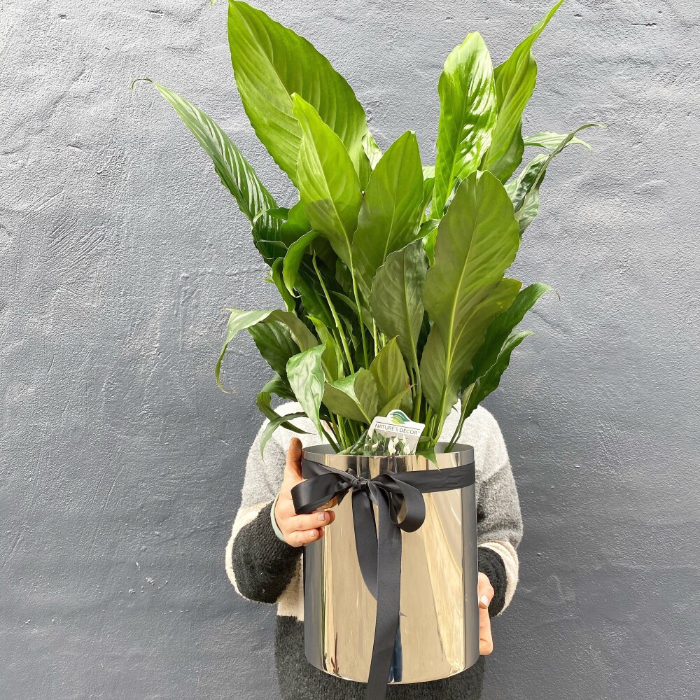 Peace Lily in a Silver Planter