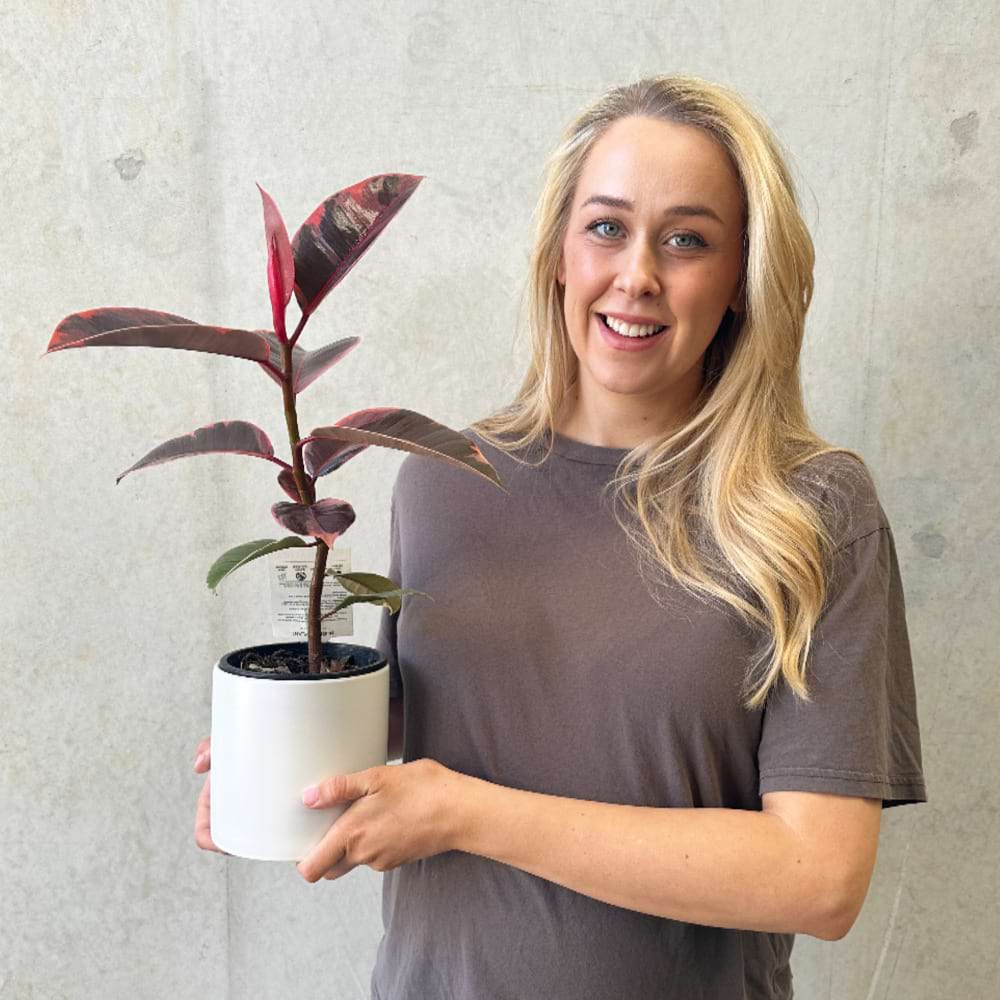 Small Ruby Ficus 