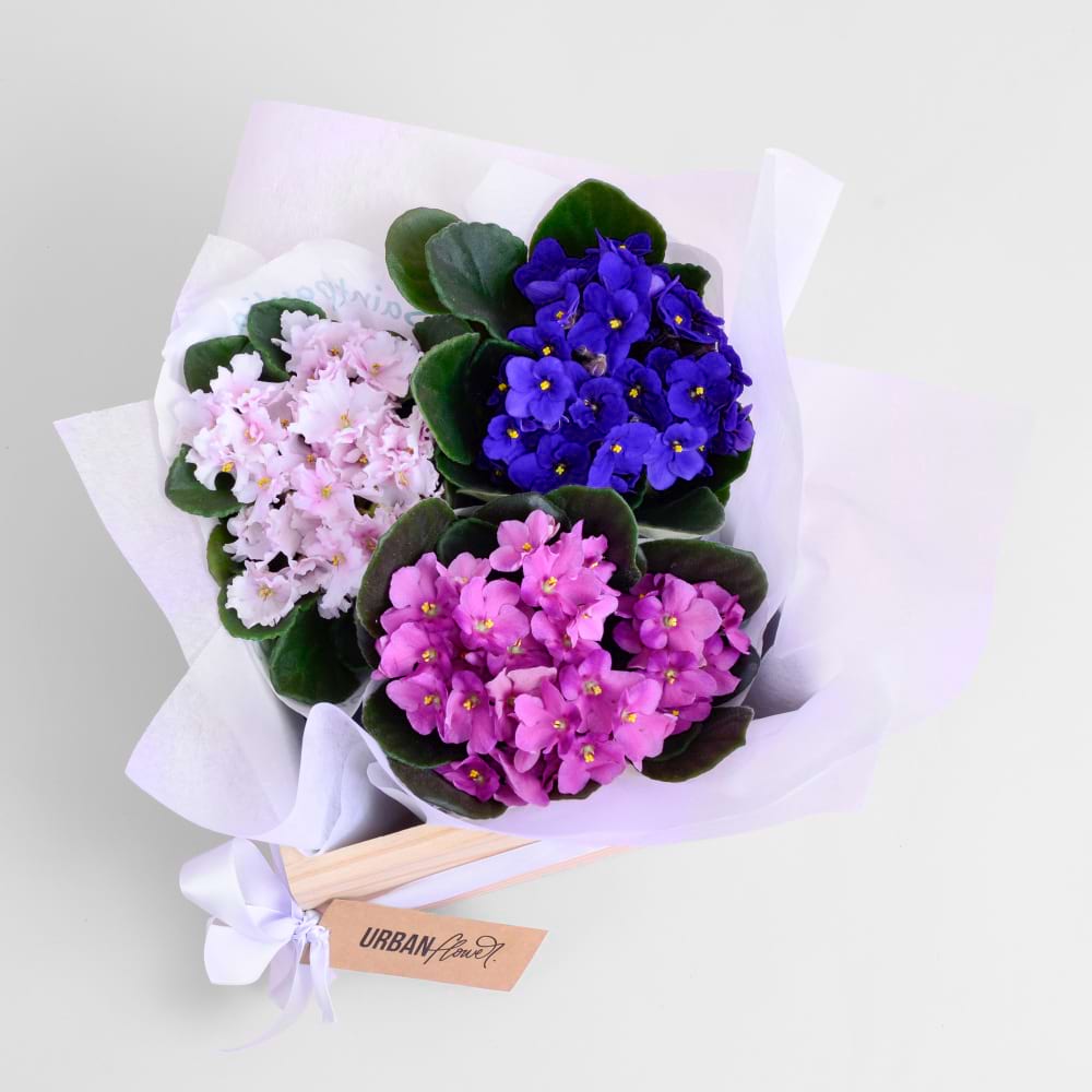African Violet Hamper Beautiful African Violets