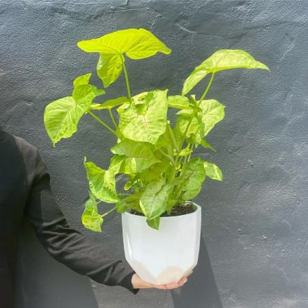 Neon Butterfly Plant