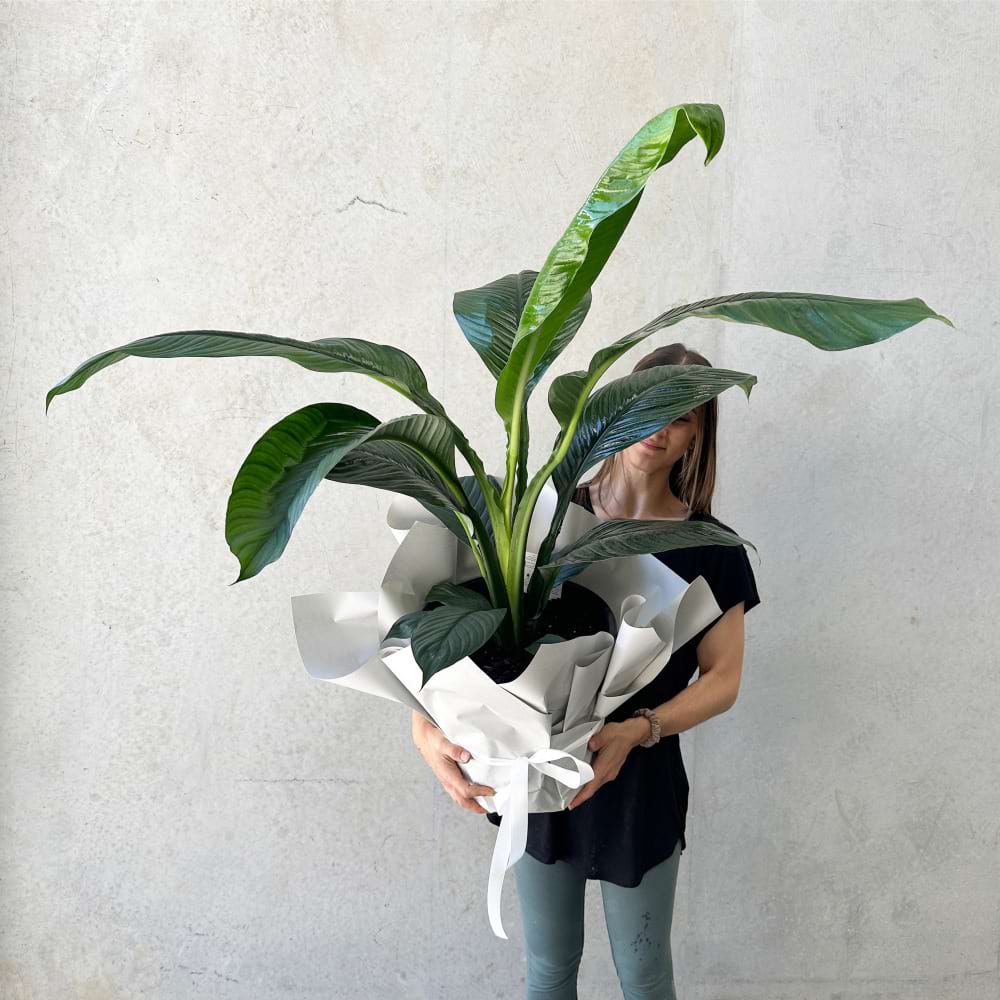 Jumbo Peace Lily