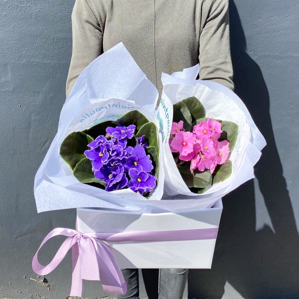 Winter Violets Gift Box