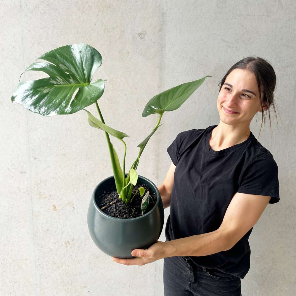Monstera Plant in a Bower Pot