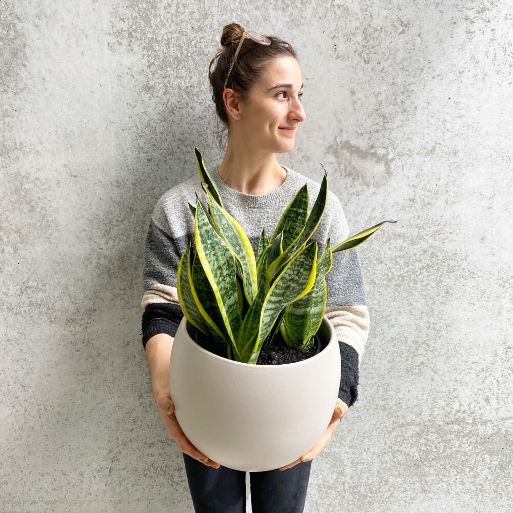 Sydney Terrarium Delivery Terrariums Sydney 02 9745 1668