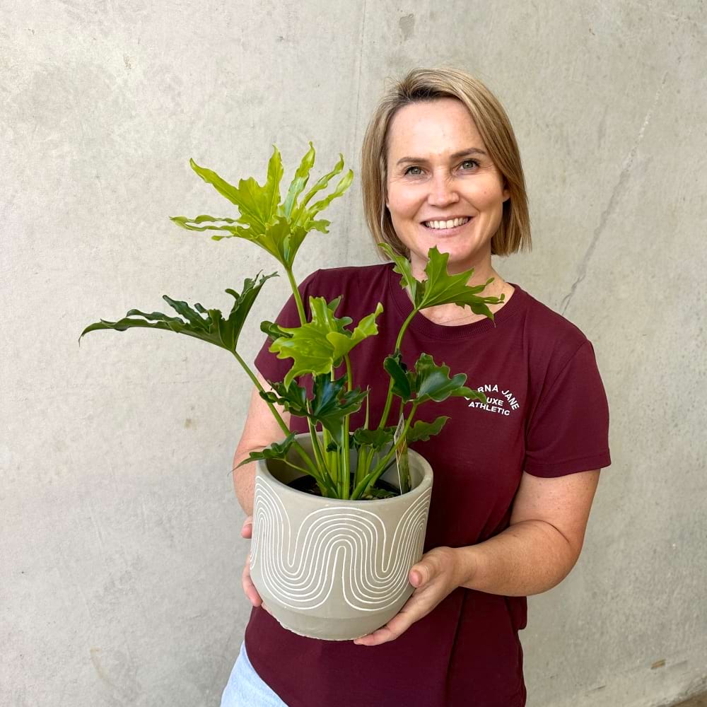 Lickety Split Plant