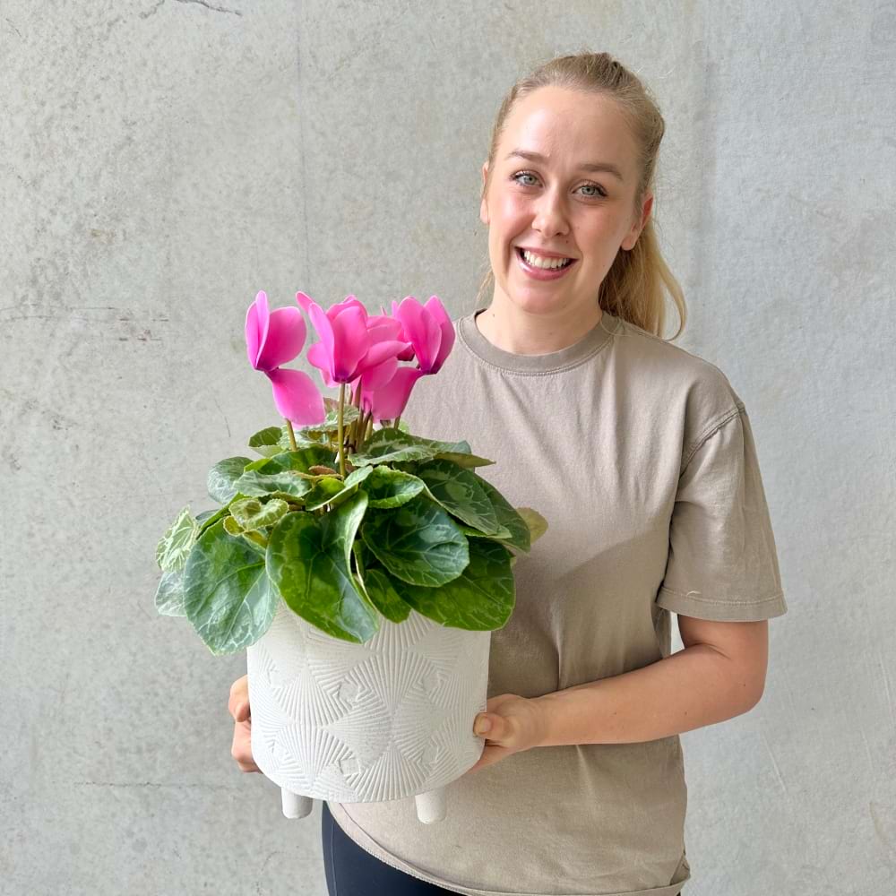 Cyclamen Plant