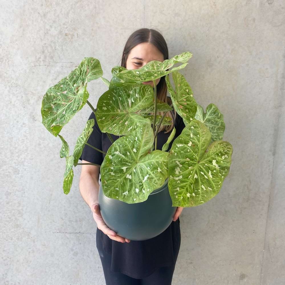 Caladium Plant In A Bower Pot Sydney Indoor Plants relax-and-pamper-gift-hamper-gifts-best-gift-baskets-pamper-hamper