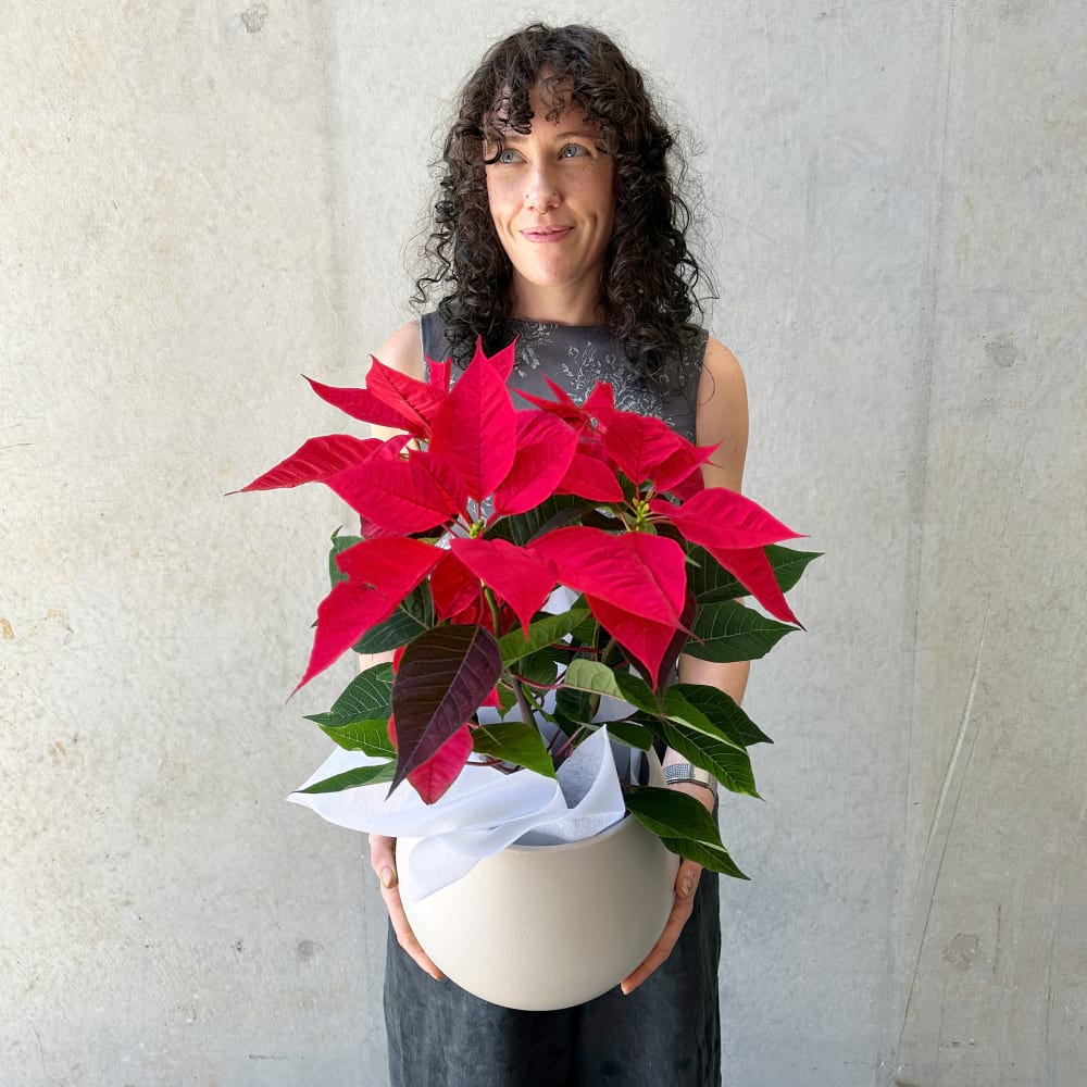 Poinsettia Plant
