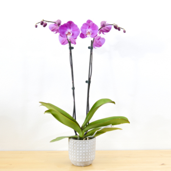 Phalaenopsis orchids Double Stem Stunning Orchids Delivered Today