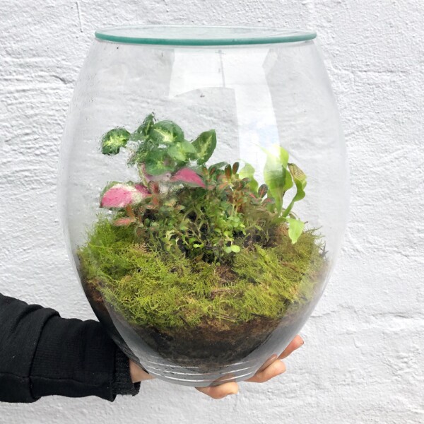 Forest Eco Terrarium Plants Delivered Fast