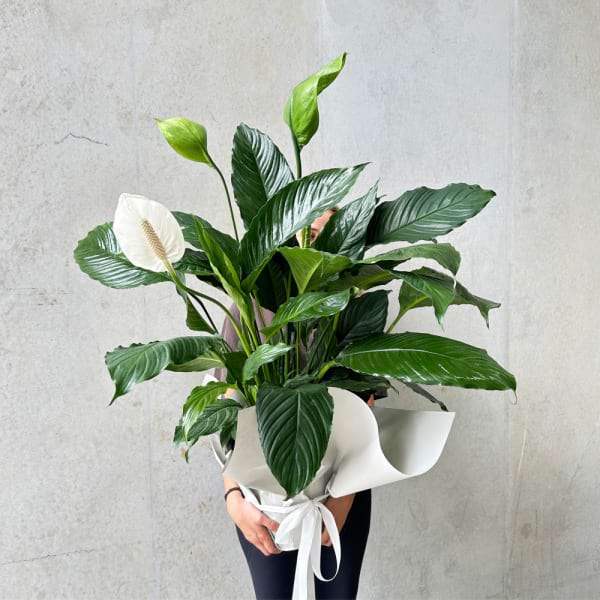 Large Peace Lily Plant Indoor Plants and Gifts Delivered Daily